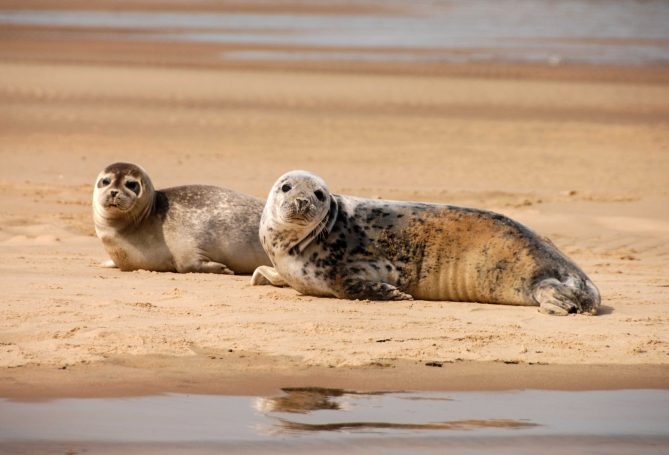 Seal and pups on Blakeney beach