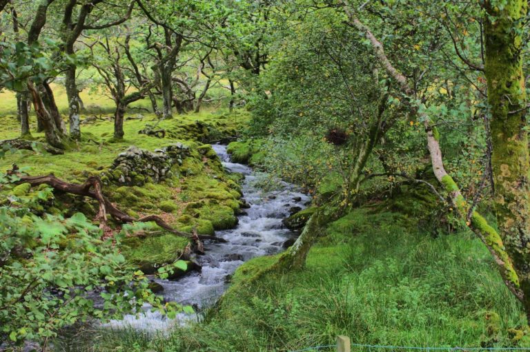 stream running through Welsh woods