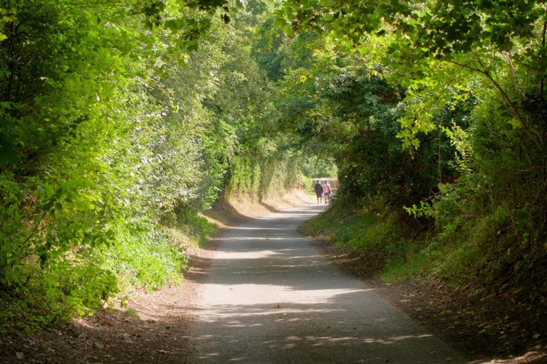 Road passing through trees on Peddars way