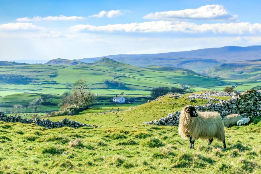 Typical landscape across the Yorkshire Dales with sheep in foreground 