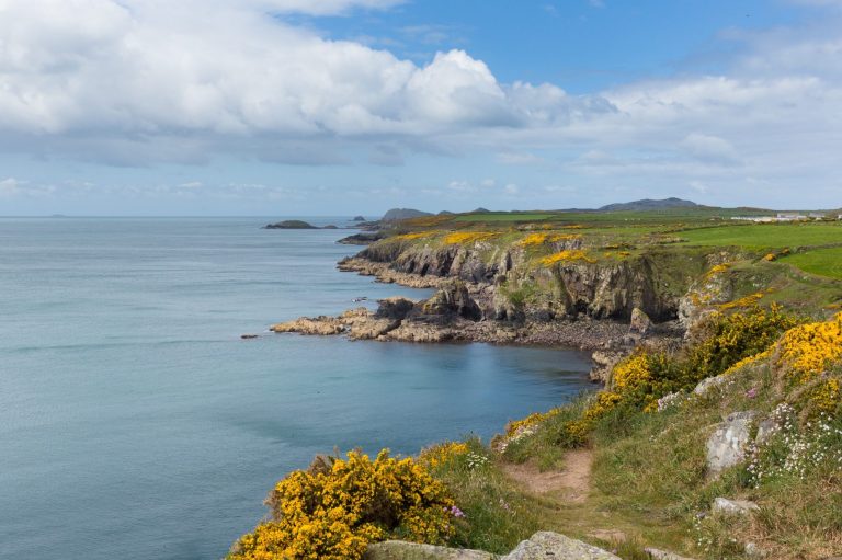Looking across the Pembrokeshire Coast path with yellow gorse flowers
