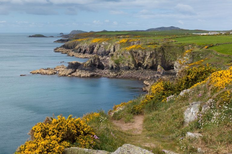 Pembrokeshire Coastal path. Cliffs with yellow gorse.