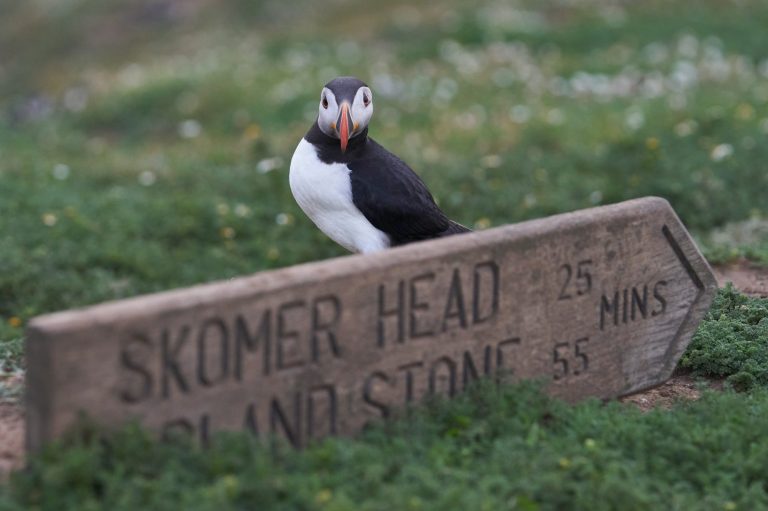 Atlantic puffin stood behind a wooden sign post for Skomer Head 