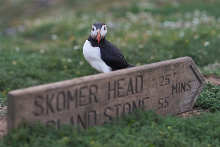 Atlantic Puffin stood behind a sign for Skomer Head