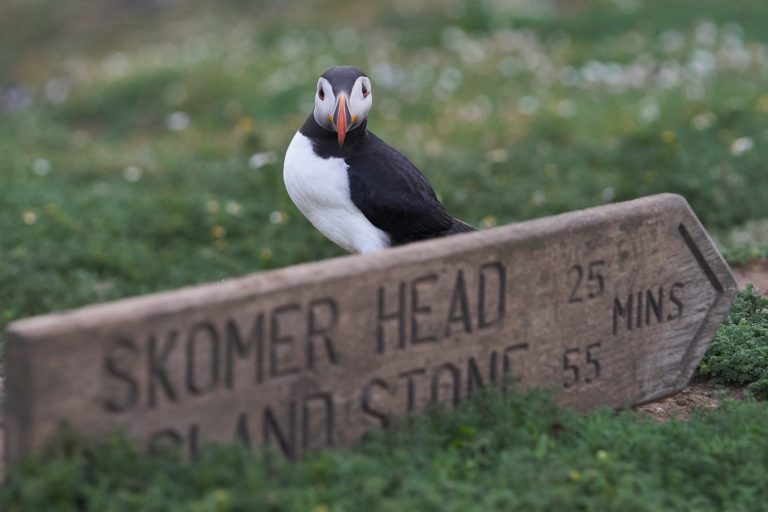 Atlantic Puffin next to a sign for Skomer Island on the Pembrokeshire Coast Path