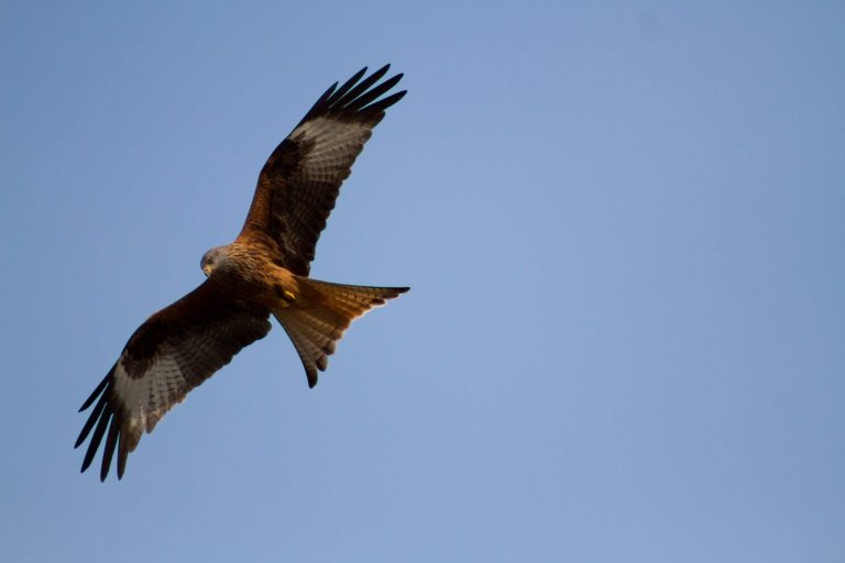 Red kite flying over head, wings spread. 