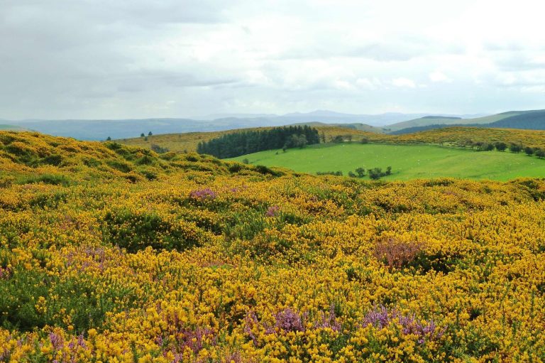 View looking over yellow gorse bush at top of mountain range, 