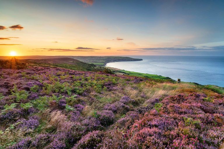 Looking over the heather covered Yorkshire moors toward Robin Hood's Bay