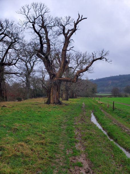 Path along river with trees